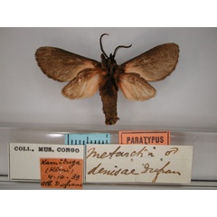 /filer/webapps/moths/media/images/D/denisae_Metarctia_PT_RMCA_02.jpg