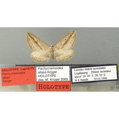 /filer/webapps/moths/media/images/A/atopa_Pachycnemoides_HT_TMSA.jpg