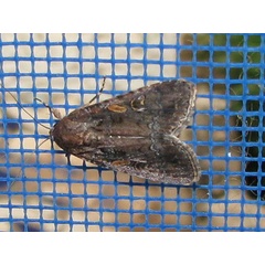 /filer/webapps/moths/media/images/E/exempta_Spodoptera_A_Goff_gWet5wo.jpg