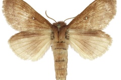 Euwallengrenia reducta