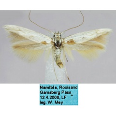 /filer/webapps/moths/media/images/A/anaecapitella_Scythris_HT_ZMHB_EtEoAiu.jpg