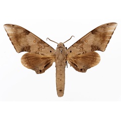 /filer/webapps/moths/media/images/S/serrator_Neopolyptychus_AM_Basquin_01a.jpg