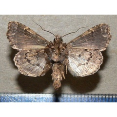 /filer/webapps/moths/media/images/N/nigeriensis_Callopistria_A_Goffb_01.JPG