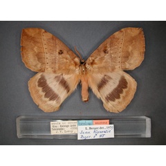 /filer/webapps/moths/media/images/K/kivuensis_Jana-HT_RMCA_01.jpg