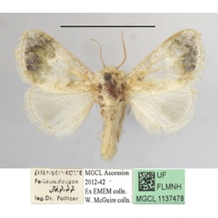 /filer/webapps/moths/media/images/S/soluta_Niphadolepis_A_MGCLa_02.JPG