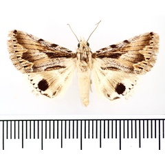 /filer/webapps/moths/media/images/A/asiatica_Anumeta_AM_BMNH_02.jpg