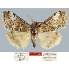 /filer/webapps/moths/media/images/V/vadoni_Noliproctis_HT_MNHN.jpg
