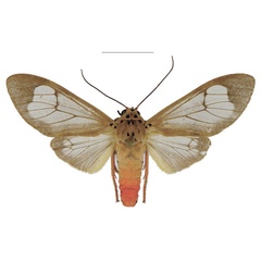 /filer/webapps/moths/media/images/A/affinis_Amerila_AM_ANHRT.jpg