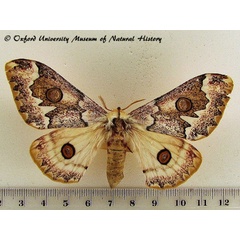 /filer/webapps/moths/media/images/A/angulata_Usta_A_OUMNH.jpg