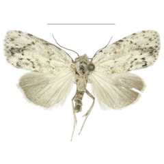 /filer/webapps/moths/media/images/N/nitidipicta_Ezishnola_PTF_ANHRT_01.jpg