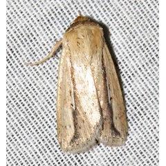 /filer/webapps/moths/media/images/V/viettei_Mythimna_A_Braun_17.jpg