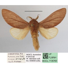 /filer/webapps/moths/media/images/M/minuta_Tricholoba_A_MGCLa_01.JPG
