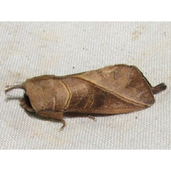 /filer/webapps/moths/media/images/L/luteimacula_Peratodonta_A_Goff_02.jpg