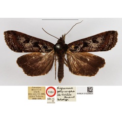 /filer/webapps/moths/media/images/V/virilis_Nigramma_HT_NHMUK.jpg