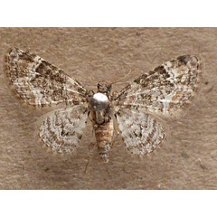 /filer/webapps/moths/media/images/L/lita_Pasiphila_A_Butler.jpeg