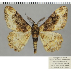 /filer/webapps/moths/media/images/C/catalai_Colocleora_AM_ZSMa.jpg