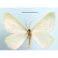 /filer/webapps/moths/media/images/H/horitropha_Prosomphax_A_MGCLb_01.JPG