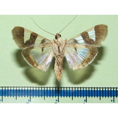 /filer/webapps/moths/media/images/B/bitriangulalis_Glyphodes_A_Goffb_01.jpg