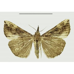 /filer/webapps/moths/media/images/C/commixtalis_Hypena_AF_Karisch_01_LGqJuYD.jpg