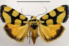 Emmelia guttifera guttifera