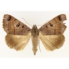 /filer/webapps/moths/media/images/M/melaconisia_Ophiusa_AF_TMSA_01.jpg
