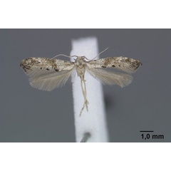 /filer/webapps/moths/media/images/T/triacuta_Epermenia_HT_ZMHB.jpg