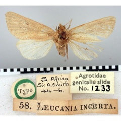 /filer/webapps/moths/media/images/I/incerta_Leucania_HT_BMNH.jpg