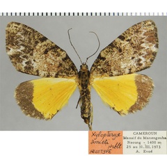 /filer/webapps/moths/media/images/A/amieti_Xylopteryx_HT_ZSMa.jpg