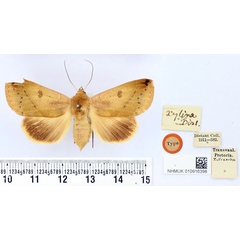 /filer/webapps/moths/media/images/X/xylina_Hypanua_HT_BMNH.jpg