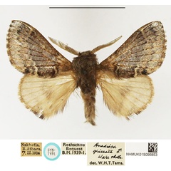 /filer/webapps/moths/media/images/G/griseata_Anadiasa_STM_NHMUK_01.jpg