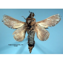 /filer/webapps/moths/media/images/M/marshalli_Pachypasa_LT_SNHMb.jpg