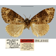 /filer/webapps/moths/media/images/V/viettei_Gallienica_AT_MNHN.jpg