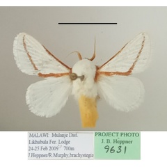 /filer/webapps/moths/media/images/N/neglecta_Parapluda_A_MGCL_01.jpg