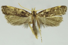 Thubdora ochsei