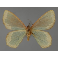 /filer/webapps/moths/media/images/C/conradti_Heterorachis_A_ZSM_02.jpg