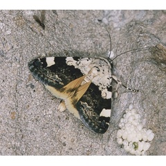 /filer/webapps/moths/media/images/T/trychaenoides_Acontia_A_Roland_01.jpg