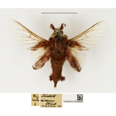 /filer/webapps/moths/media/images/M/misanum_Streblote_AM_NHMUK_01.jpg