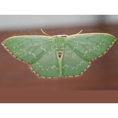 /filer/webapps/moths/media/images/I/impostura_Neromia_A_Grobler.jpg