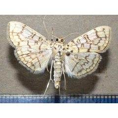 /filer/webapps/moths/media/images/D/derogata_Haritalodes_A_Goff_02.jpg