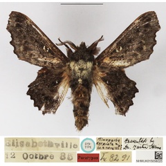 /filer/webapps/moths/media/images/E/excavata_Mimopacha_STM_NHMUK.jpg
