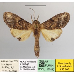 /filer/webapps/moths/media/images/M/maxima_Rosinella_AM_MGCLa_02.JPG