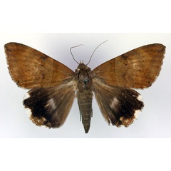 /filer/webapps/moths/media/images/L/lienardi_Achaea_AF_RMCA.jpg