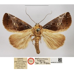 /filer/webapps/moths/media/images/C/cuprea_Westermannia_HT_NHMUK.jpg