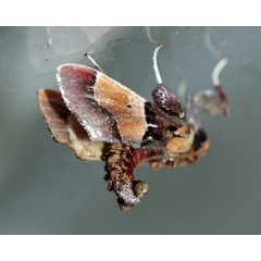 /filer/webapps/moths/media/images/E/erythropis_Sacada_A_Voaden_01.jpg