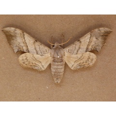 /filer/webapps/moths/media/images/F/falcatus_Falcatula_A_Butler.jpg