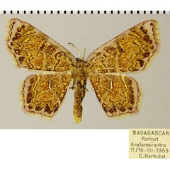 /filer/webapps/moths/media/images/G/gnamptoloma_Chrysocraspeda_AF_ZSMa.jpg