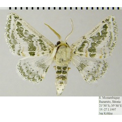 /filer/webapps/moths/media/images/T/tarachodes_Chionopora_AM_ZSMa.jpg