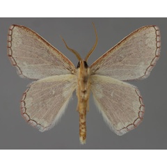 /filer/webapps/moths/media/images/M/multifera_Oneiliana_A_ZSM_04.jpg