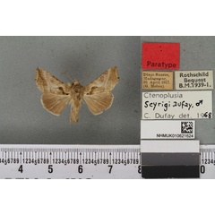 /filer/webapps/moths/media/images/S/seyrigi_Plusia_PTM_BMNH_03a.jpg