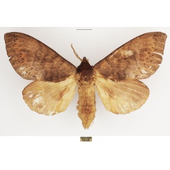/filer/webapps/moths/media/images/C/cuneilinea_Catalebeda_AF_TMSA.jpg